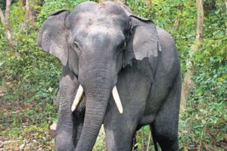 MP govt hikes compensation for human death in wild animal attack to Rs 25 lakh