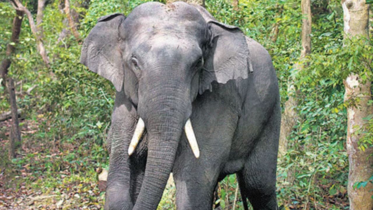 MP govt hikes compensation for human death in wild animal attack to Rs 25 lakh MP govt hikes compensation for human death in wild animal attack to Rs 25 lakh