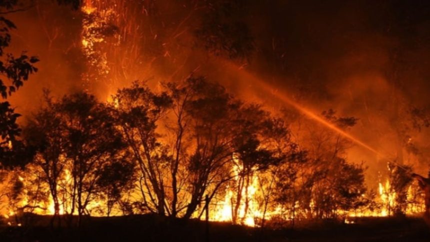 Forest department develops mobile app for quick response to wildfires in Uttarakhand