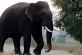 2 villagers die in ‘retaliatory attack’ by elephant near Bandhavgarh Tiger Reserve