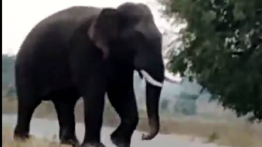 2 villagers die in ‘retaliatory attack’ by elephant near Bandhavgarh Tiger Reserve