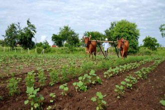 India’s green push: Rs 2,481 crore mission to foster natural farming across country