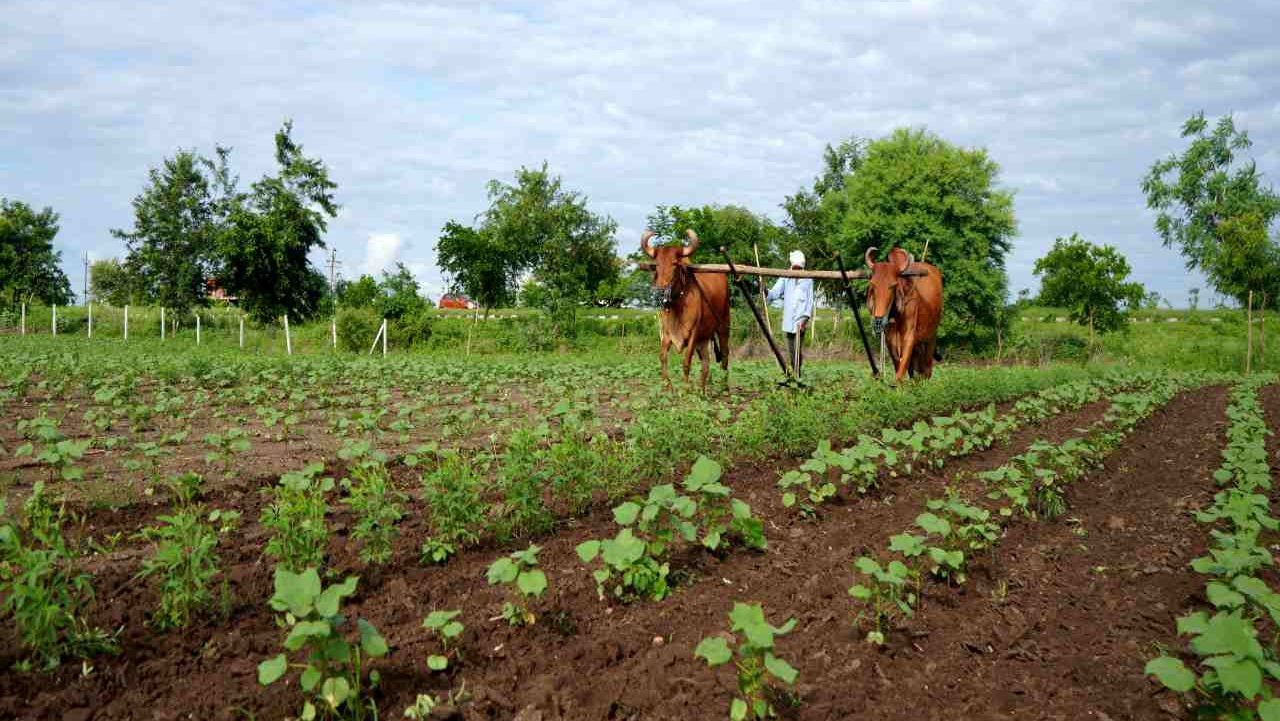 India’s green push: Rs 2,481 crore mission to foster natural farming across country India’s green push: Rs 2,481 crore mission to foster natural farming across country
