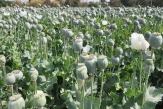Manipur cops retreat after walking 3 hrs to raze illegal poppy farms due to threat from armed miscreants: FIR