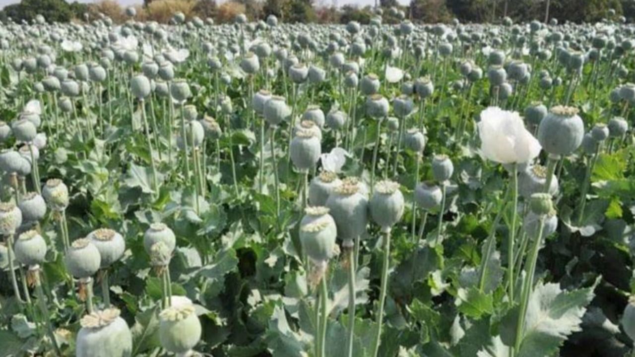 Manipur cops retreat after walking 3 hrs to raze illegal poppy farms due to threat from armed miscreants: FIR