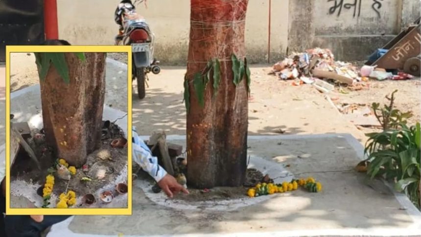 Madhya Pradesh: Shivling placed under Peepal tree stolen in Bhopal, probe begins