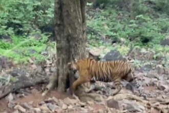 Rajasthan: 25 tigers reported missing from Ranthambore National Park in a year