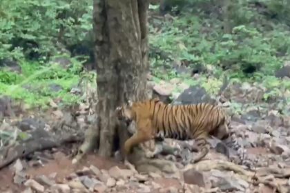 Rajasthan: 25 tigers reported missing from Ranthambore National Park in a year
