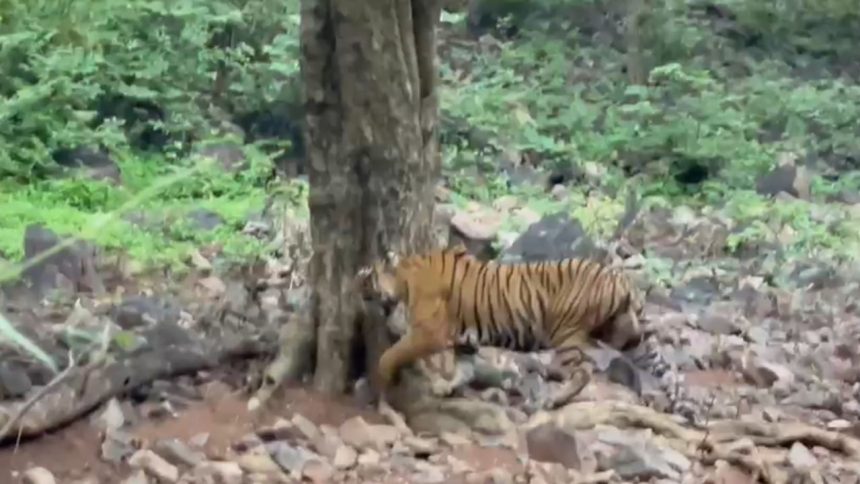 Rajasthan: 25 tigers reported missing from Ranthambore National Park in a year