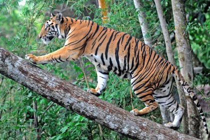How many tigers are there in the world? India leads with over 3,000 tigers