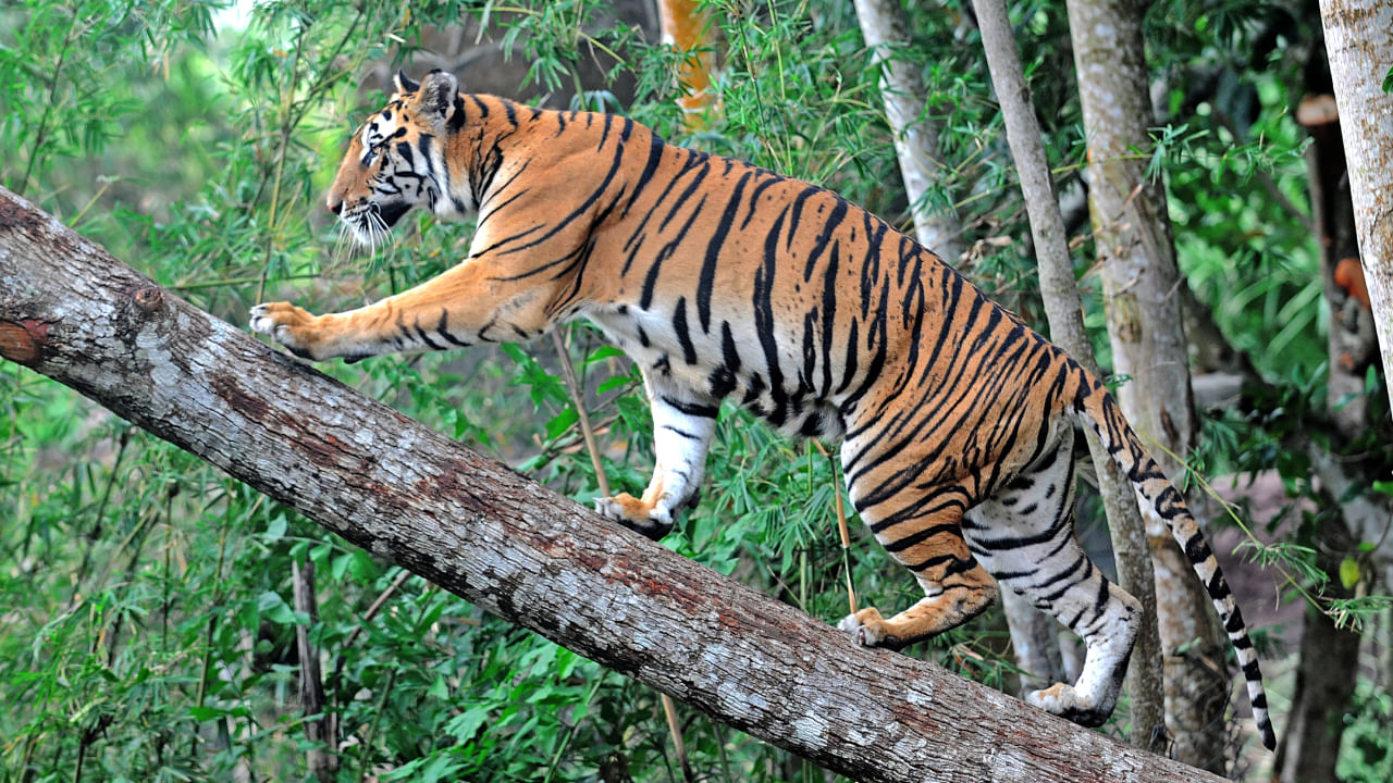 How many tigers are there in the world? India leads with over 3,000 tigers How many tigers are there in the world? India leads with over 3,000 tigers