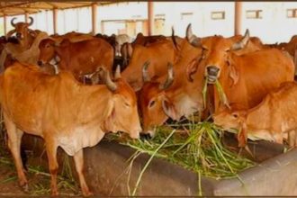 Uttarakhand’s CS pushes for rapid build of 36 shelters for destitute bovine animals