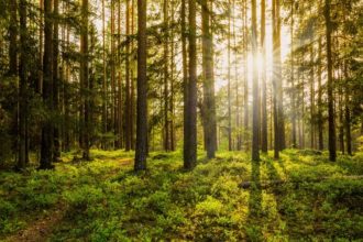 Uttarakhand pioneers in AI for forest sustainable management, results are encouraging