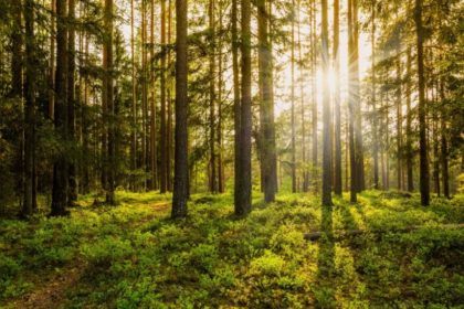 Uttarakhand pioneers in AI for forest sustainable management, results are encouraging