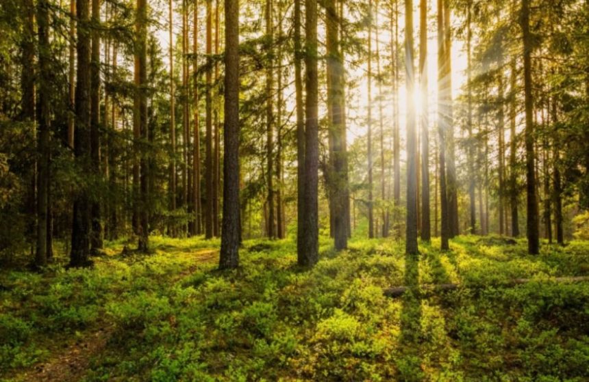 Uttarakhand pioneers in AI for forest sustainable management, results are encouraging 1 Uttarakhand pioneers in AI for forest sustainable management, results are encouraging
