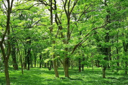 India’s green cover increased by 1,445 sq km from 2021 to 2023: ISFR report