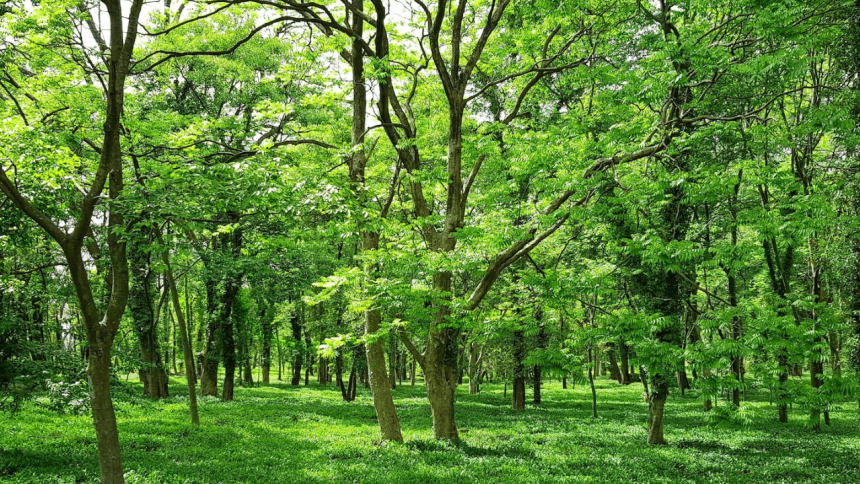 India’s green cover increased by 1,445 sq km from 2021 to 2023: ISFR report