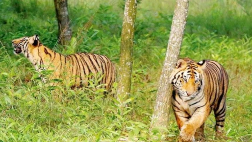 Uttarakhand witnesses 57% decline in tiger deaths; 9 deaths with no poaching in 2024