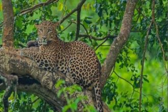 Rajaji National Park’s Mohand forest sees 40% tourist increase for leopard sightings