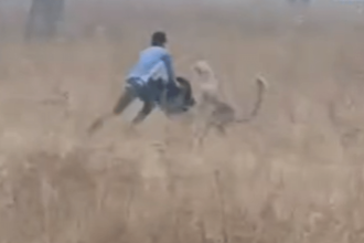 Panther causes panic in Rajasthan’s Sikar village, injures two