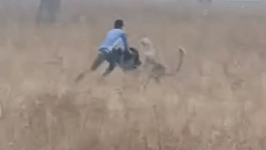 Panther causes panic in Rajasthan’s Sikar village, injures two