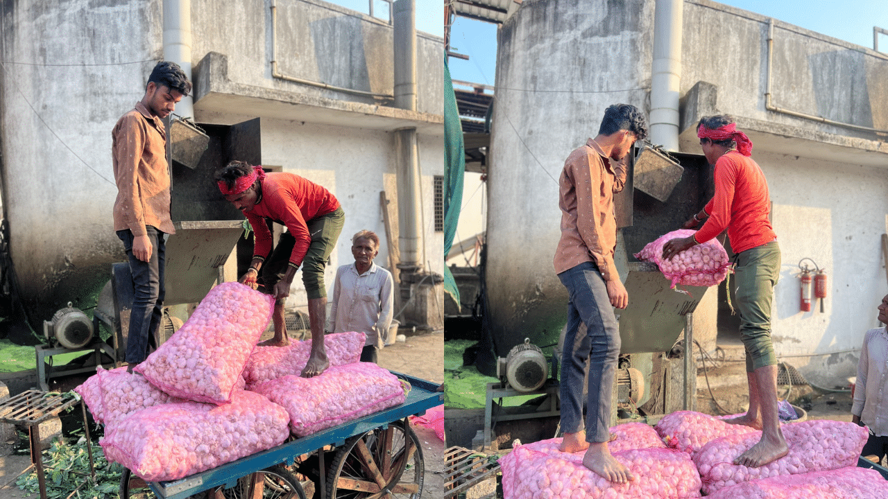 2,150 kg of Chinese garlic seized from Surat APMC, stock destroyed 2,150 kg of Chinese garlic seized from Surat APMC, stock destroyed
