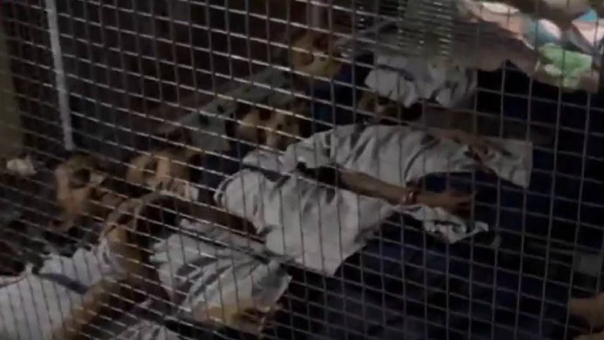 Children in this Gujarat village are sleeping in cages – Reason? leopard attacks