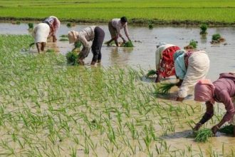 Union Cabinet approves one-time special package of Rs 3,850 crore for DAP fertiliser