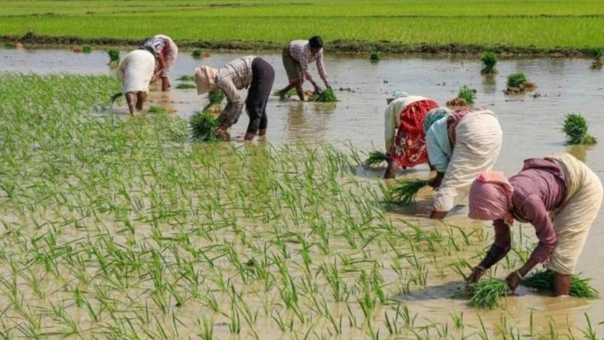 Union Cabinet approves one-time special package of Rs 3,850 crore for DAP fertiliser