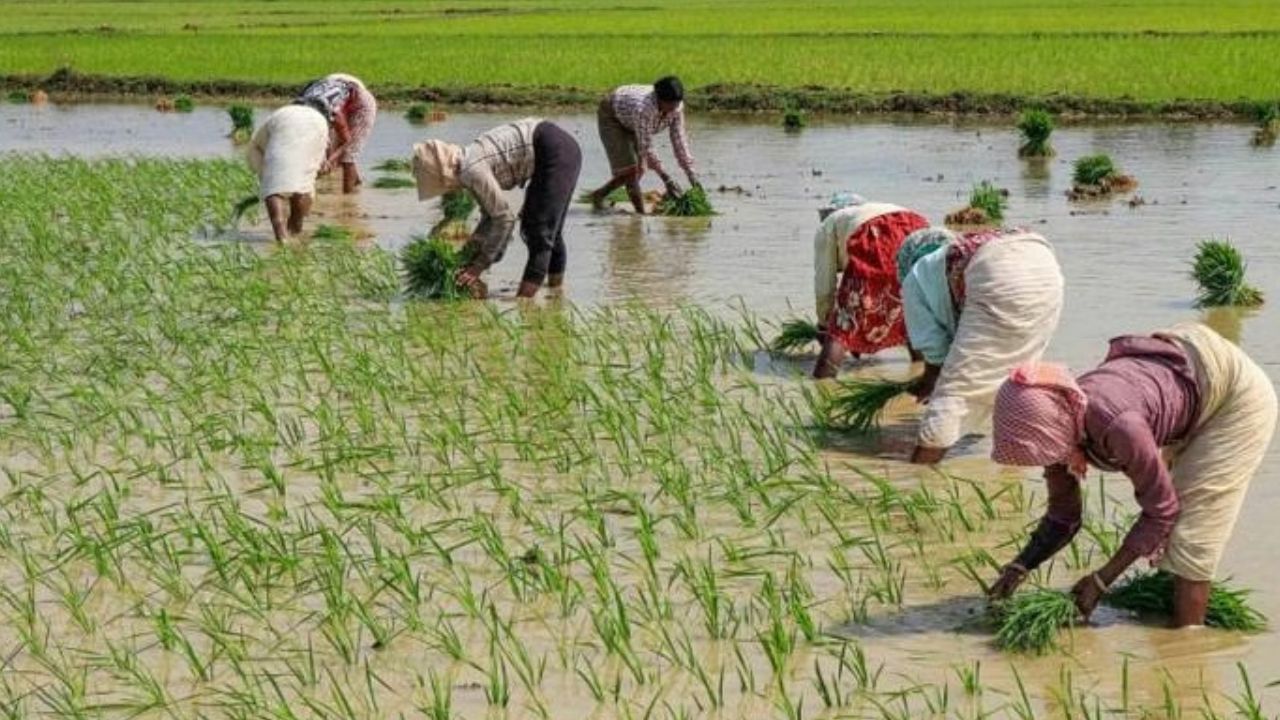 Union Cabinet approves one-time special package of Rs 3,850 crore for DAP fertiliser Union Cabinet approves one-time special package of Rs 3,850 crore for DAP fertiliser