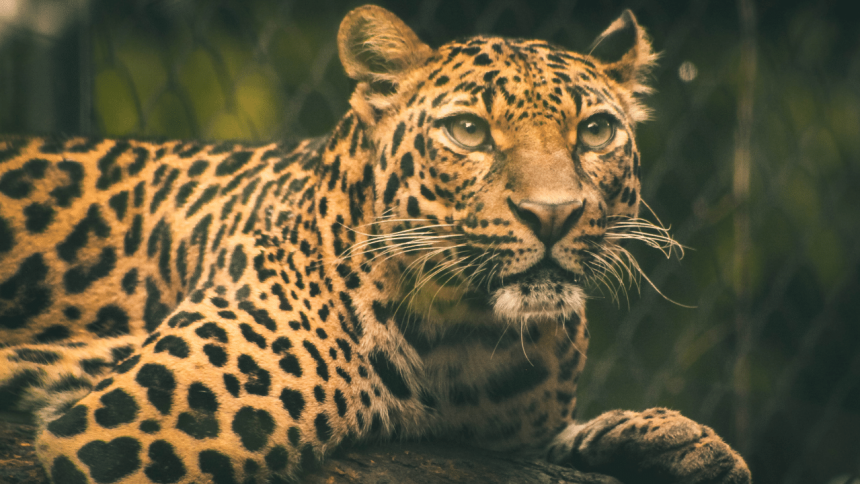 Leopard kills blackbuck in Gujarat safari park, seven more die of shock