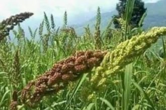 To promote cultivation, Uttarakhand may implement millet policy in new financial year
