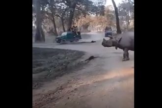 Mother, daughter fall from safari jeep in front of rhinos in Kaziranga | Video