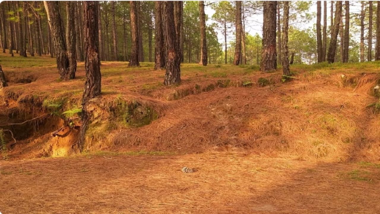 Seven new ‘Pirul’ briquettes units in Uttarakhand to prevent wildfires this season Seven new ‘Pirul’ briquettes units in Uttarakhand to prevent wildfires this season