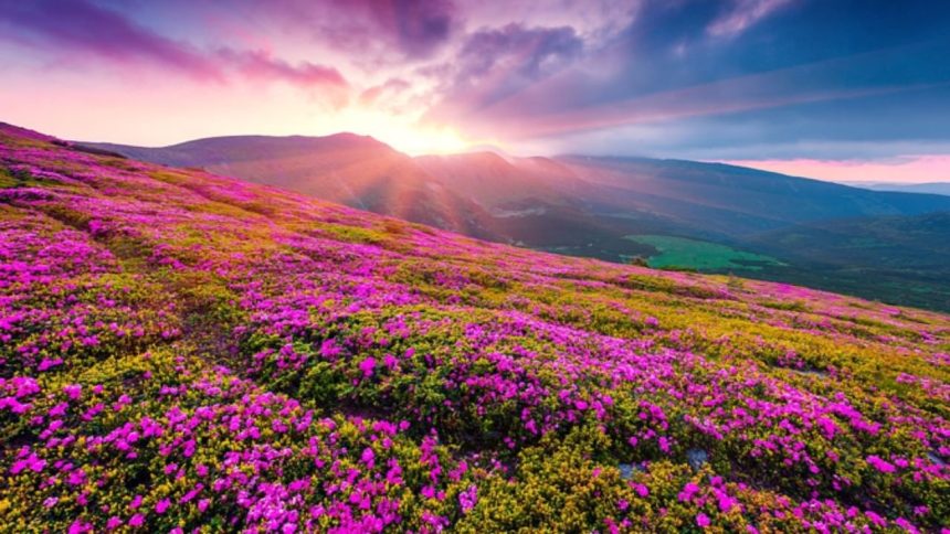 Amid heavy snowfall, Uttarakhand’s Valley of Flowers hopes for rare flowers blooming
