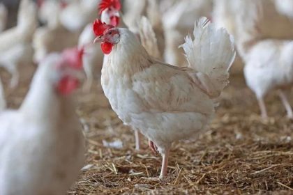 Bird flu hits Thane Police commissioner’s residence, 20 chickens culled within 1 km