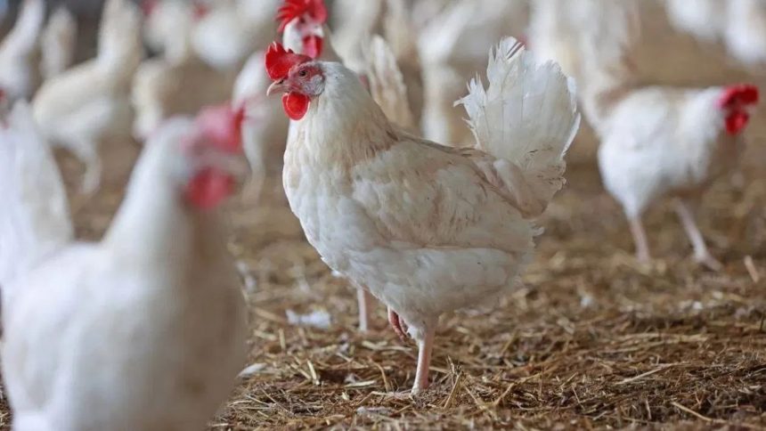 Bird flu hits Thane Police commissioner’s residence, 20 chickens culled within 1 km