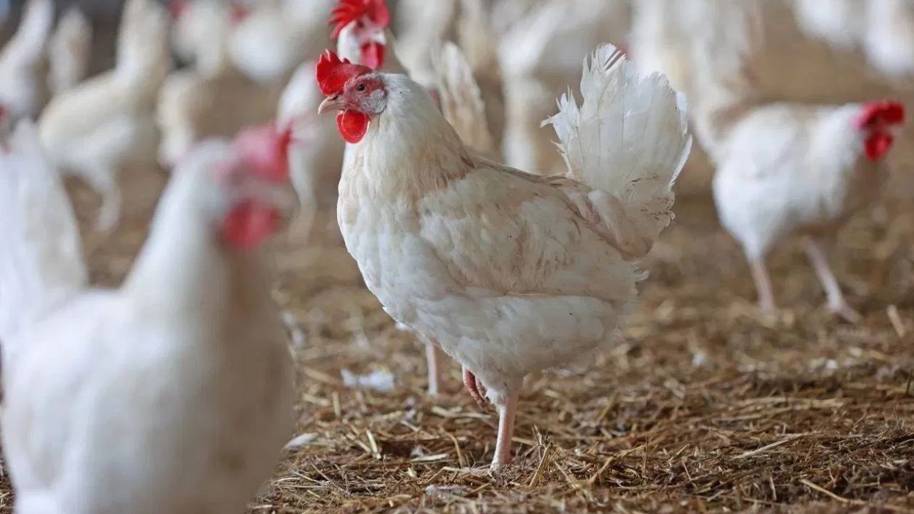 Bird flu hits Thane Police commissioner’s residence, 20 chickens culled within 1 km