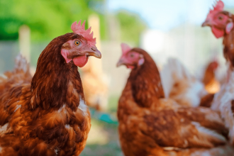 Amid bird flu scare in Maharashtra, over 4,000 chicks found dead in Latur poultry farm