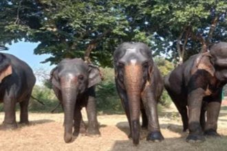 Rajaji Park’s five elephants migrate to Himachal’s Kalesar Park in search of safe habitat