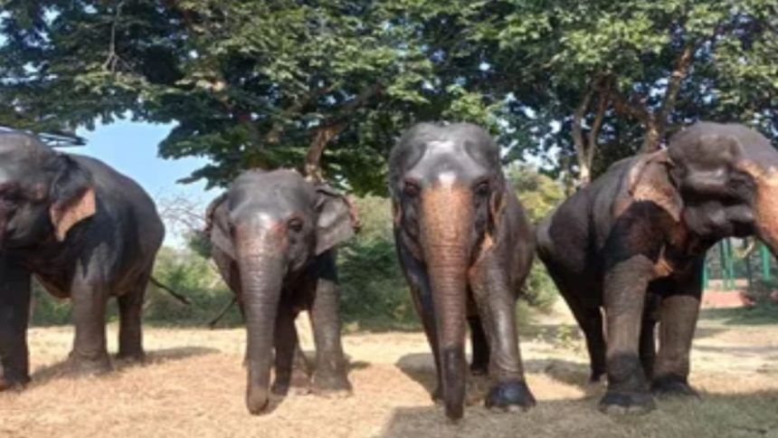 Rajaji Park’s five elephants migrate to Himachal’s Kalesar Park in search of safe habitat