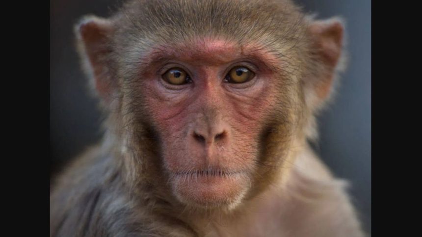 Bihar girl dies after being pushed off rooftop by monkeys, family refuses post-mortem examination