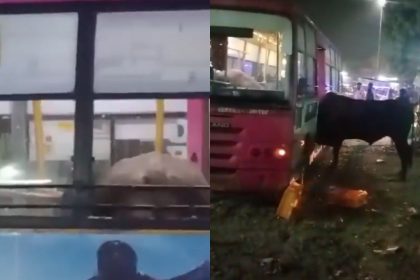 Video: Bull creates chaos in Jaipur bus, smashes windows and forces driver to flee
