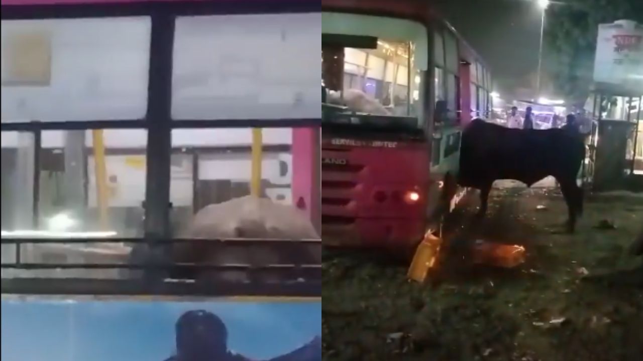 Video: Bull creates chaos in Jaipur bus, smashes windows and forces driver to flee