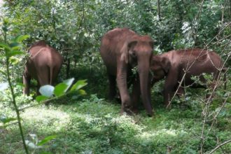 Bamboo solar fencing in Haridwar to prevent elephants entering residential areas