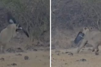 Gujarat: Rare video captures Gir lion leaping mid-air to hunt bird in Junagarh