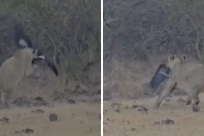 Gujarat: Rare video captures Gir lion leaping mid-air to hunt bird in Junagarh