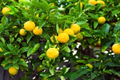 Agriculture minister’s Kagzi Nimboo plants yielded Ginger Lime, officials face action