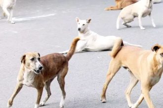 Declared dead, newborn’s body mutilated by stray dogs at UP hospital