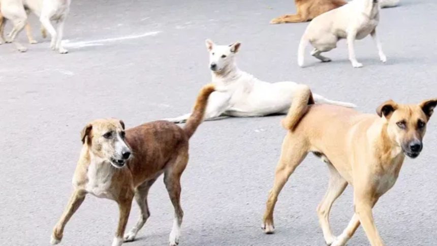 Declared dead, newborn’s body mutilated by stray dogs at UP hospital 1 Declared dead, newborn’s body mutilated by stray dogs at UP hospital